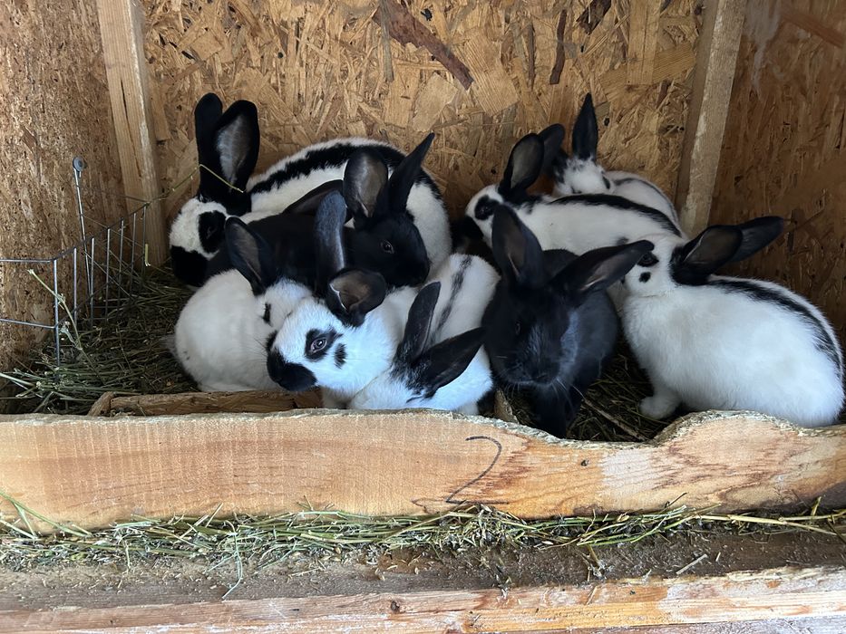 Pui de iepure fluture german