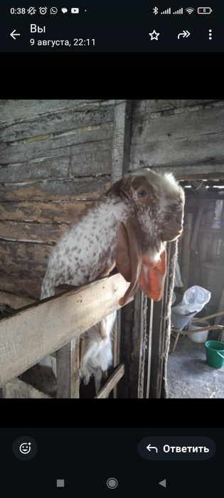 Продам или обменяю!