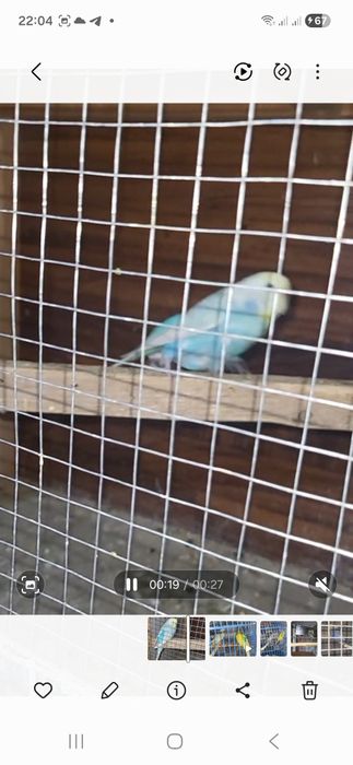 Радужни пара сотилади