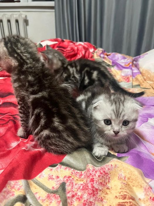 Продам котят веслоухие