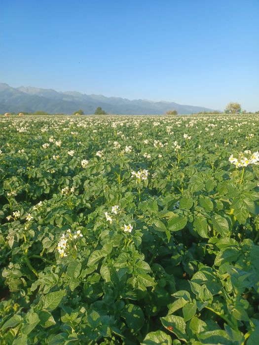 Cartofi de samanta din elita si prima inmultire soi arizona