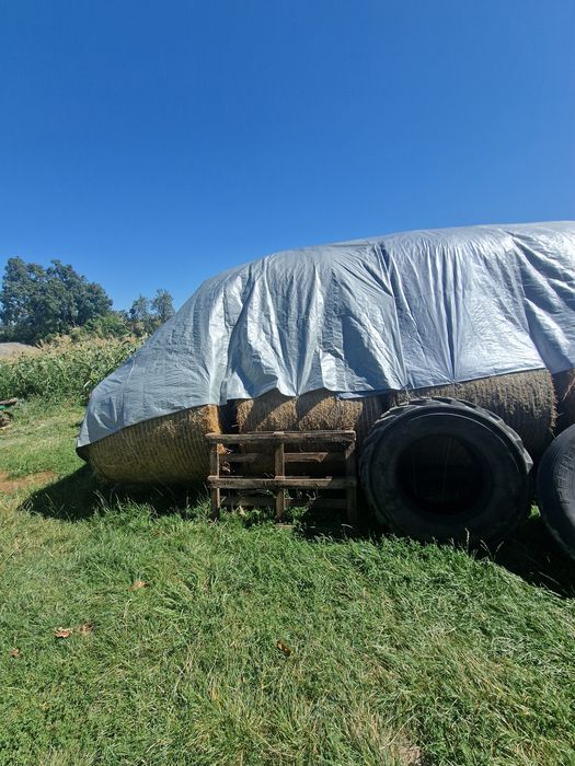Vând baloti de lucernă.