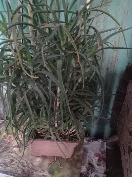 Продам алоэ в горшке