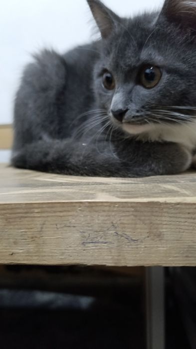 Отдам бесплатно котят