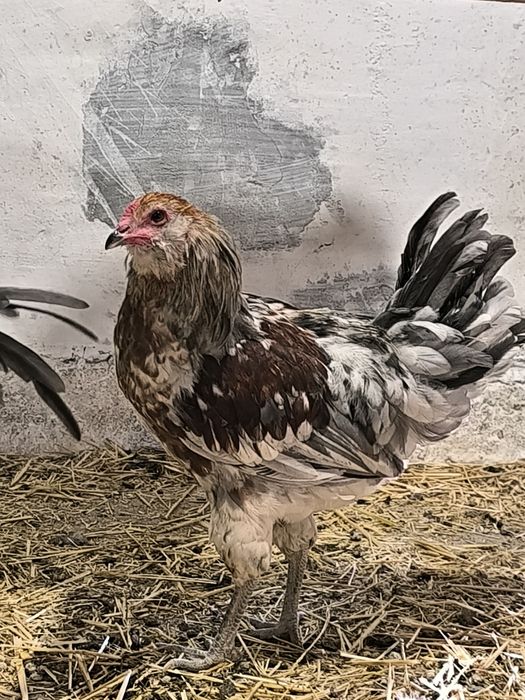 Амераукана петушки