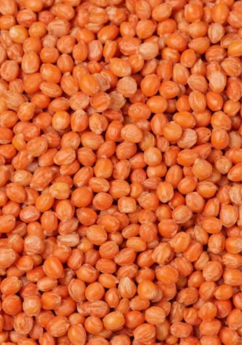 Красная чечевица