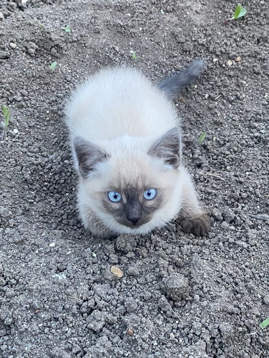 Отдам котят в добрые руки