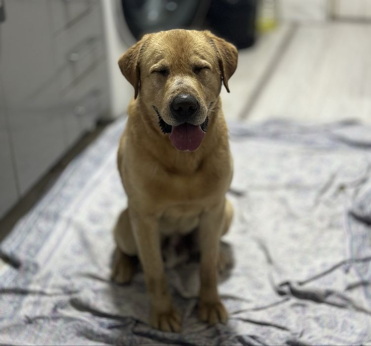 Отдается в ташкент лабрадор