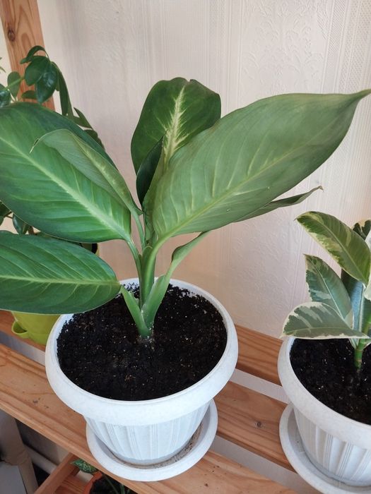 Диффенбахия Камила.