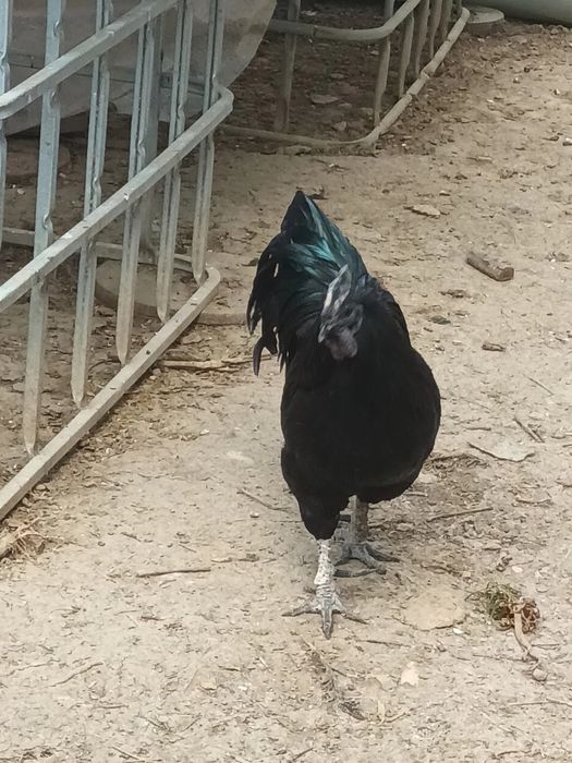 Vând doi cocoși de Ayam Cemeni