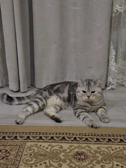 Вязка. Британский кот. Шиншилла