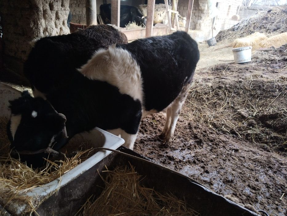 Гунажин сотилади 16млн