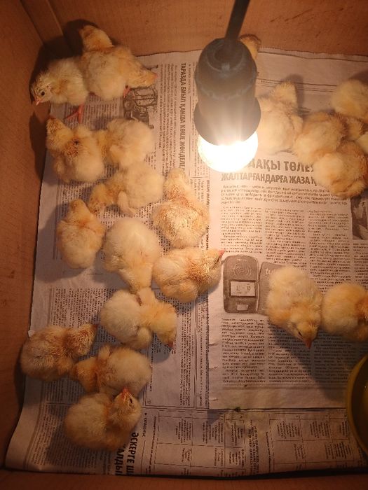 Циплята породы адлер