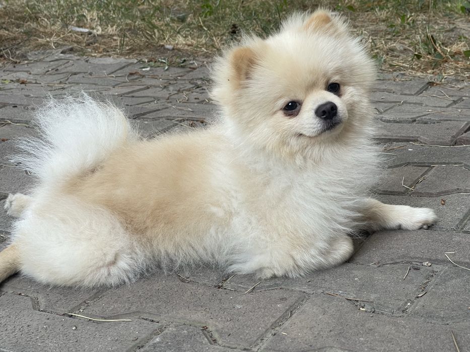 Шпиц ищет невесту. Вязка