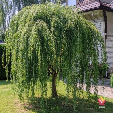 Vand sălcii pletoase la ghiveci  și arbori de mătase la ghiveci