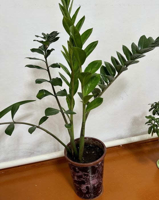 Продам Доллар дерево,