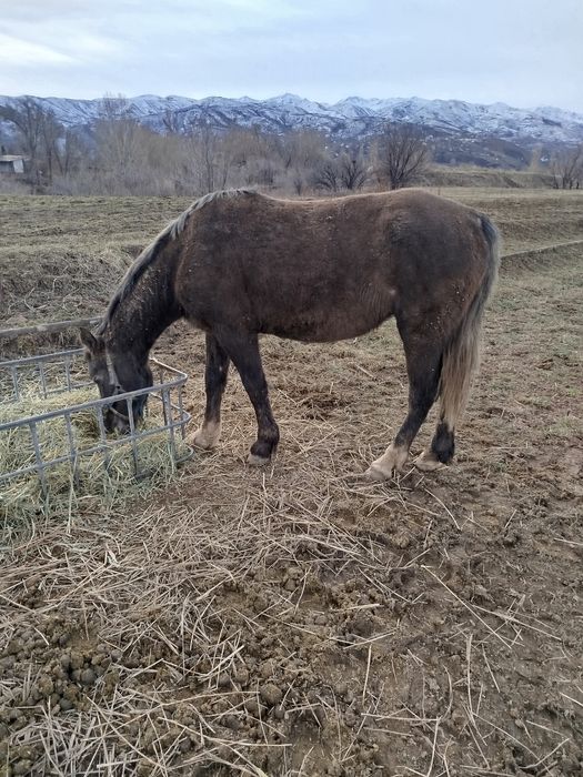 Продам кобылку полутяж