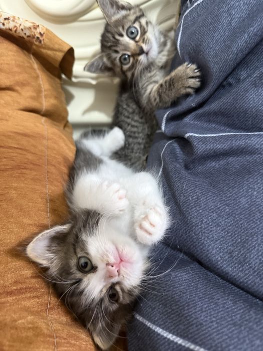 Мысық кошки ақылды 2 аилық