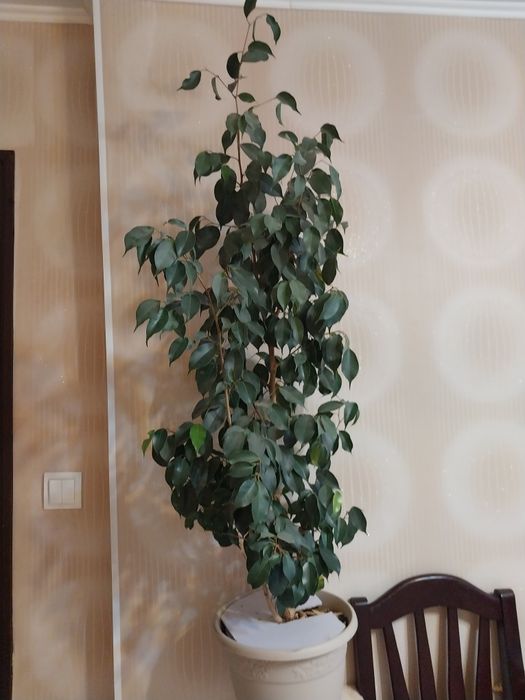 Комнатные растения