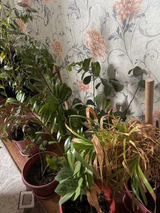 Цветы для офиса. Үй кеңсе гүлдері