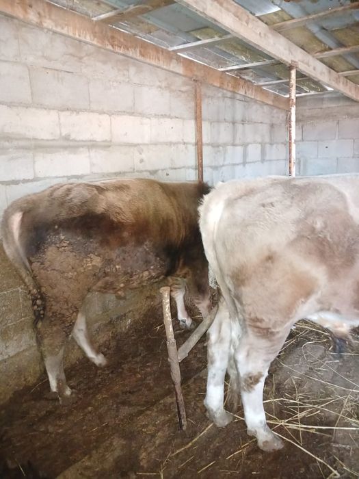 Продаются  бычки