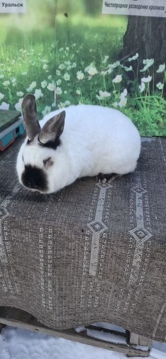 Кролики  породистые
