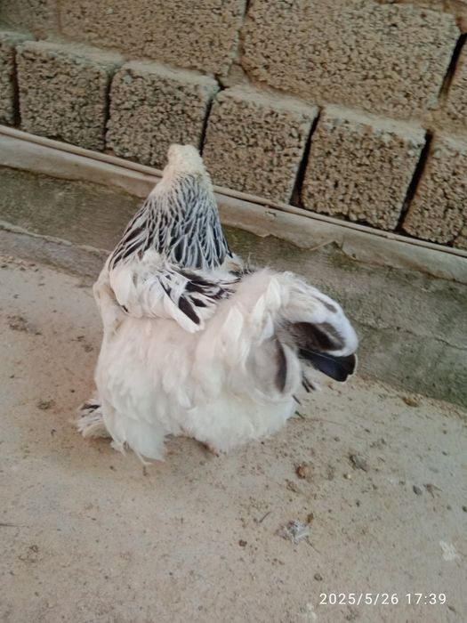 4 ta brama tovuq xorozlar sotiladi 1yosh tuhumda