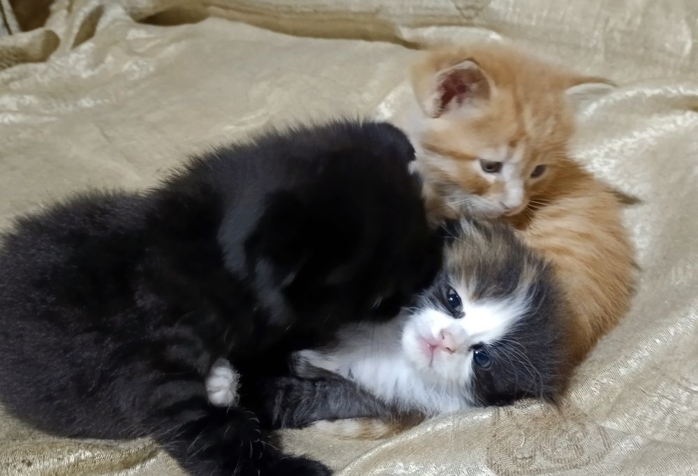 Котята вислоухие отдам в хорошие руки, Mushuk bolalari