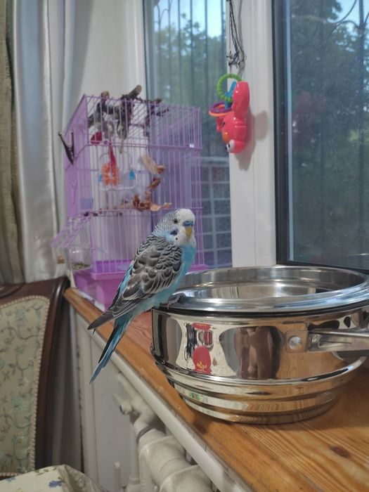 Говорящий ручной волнистик,ТОША!