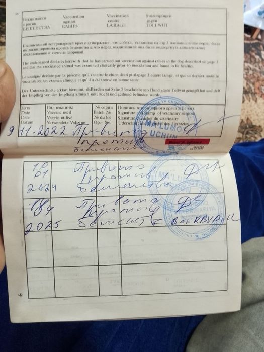 Продаются щенки немецкой овчарки