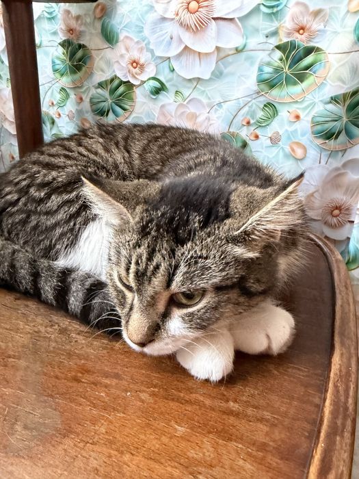 Отдам хорошие руки