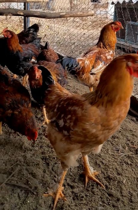 Juja xurozlar xar xil rangli