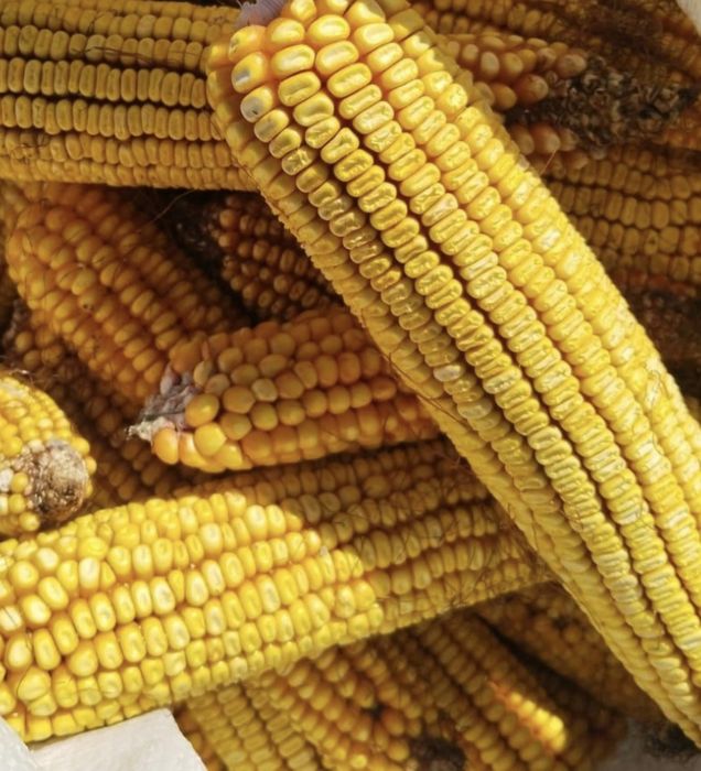 Кукуруза в початках