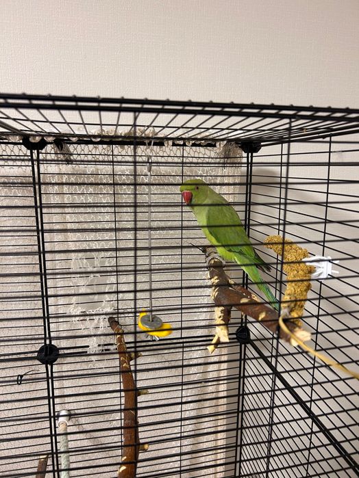 Ожереловый попугай