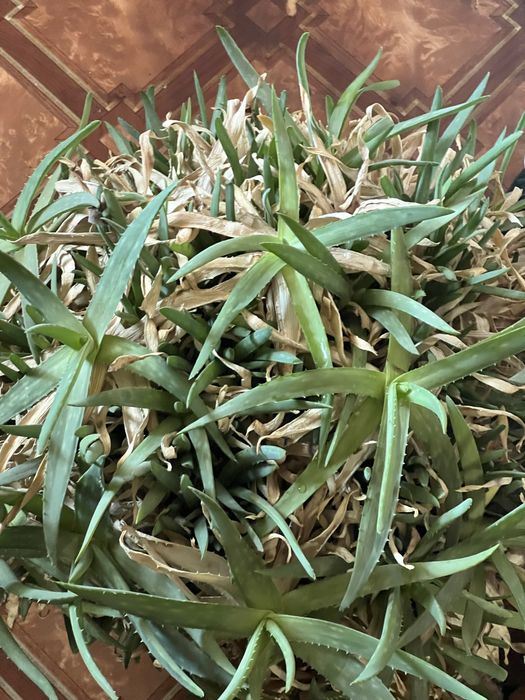 Продам алоэ.  Возрастом 15 лет