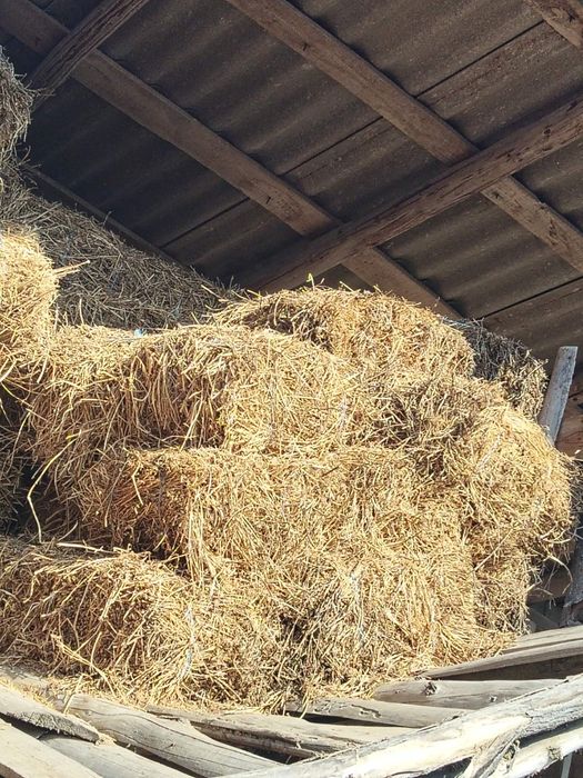 Vând baloti lucernă.