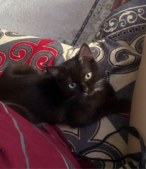 Отдам котика бесплатно