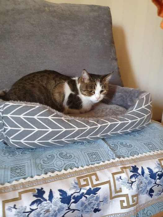 Кошечка ищет добрых хозяев