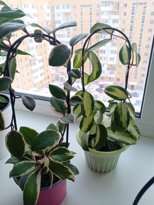 Продам цветы Хойи