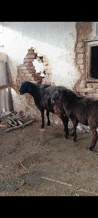 Совлу яқин бўғоз, қўзи овлуча билан илади