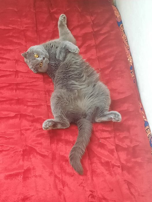 Шатланские котята. Город Астана