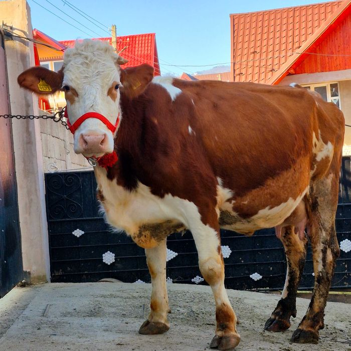 Vând vaca baltata romaneasca 4 ani fffff bună de lapte