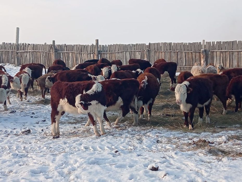 Бычки букалар 50