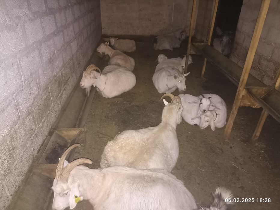 Козлята нубийских_ЗОАНИНСКИ