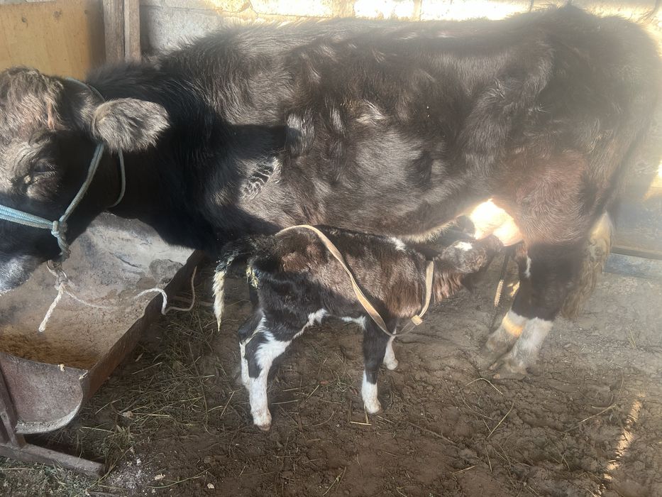 Бұзаулы сиырлар белкөлде