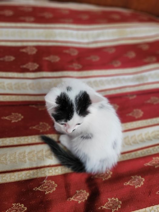 Подарявам котенца
