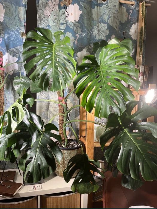 Монстера делисиоза monstera deliciosa делисиоза