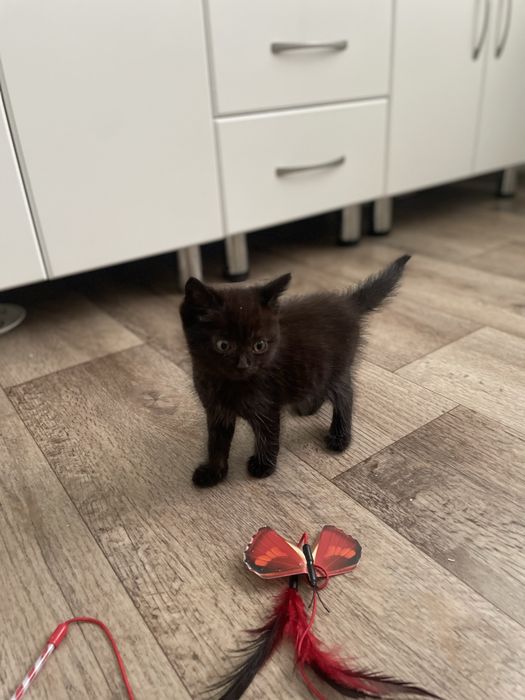 Животные . Котята .