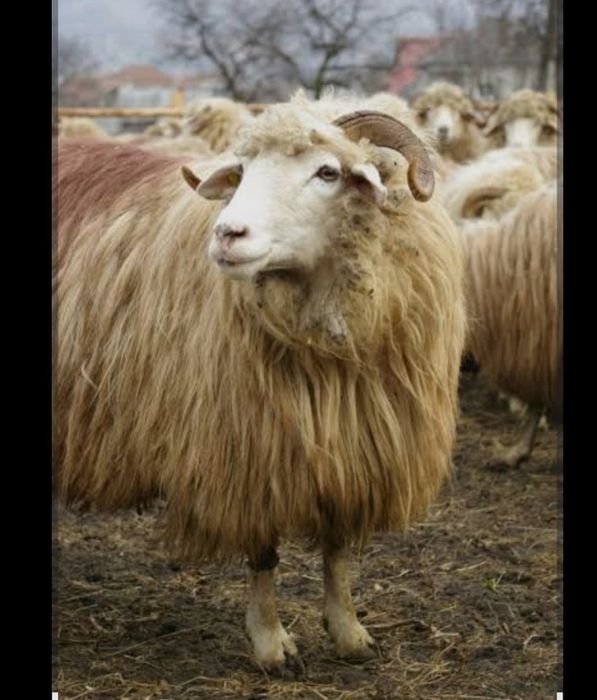 Oi de vanzare cu miel