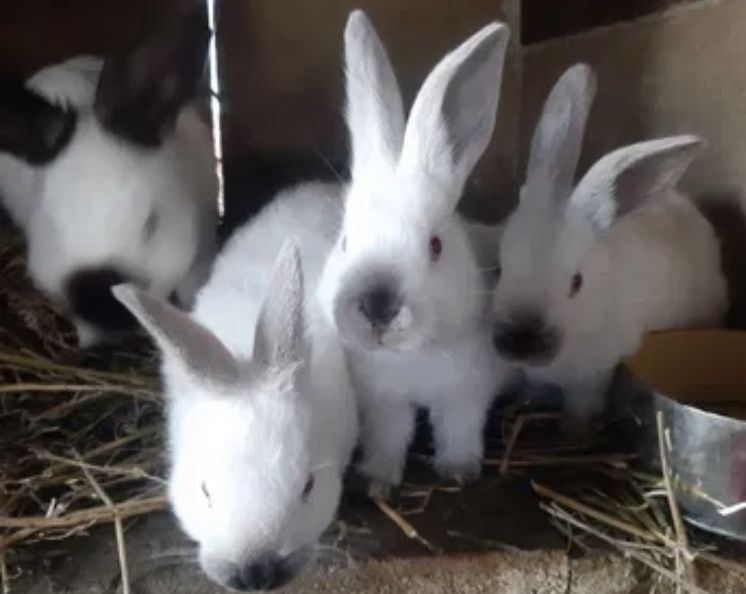 Iepuri californieni femele si masculi